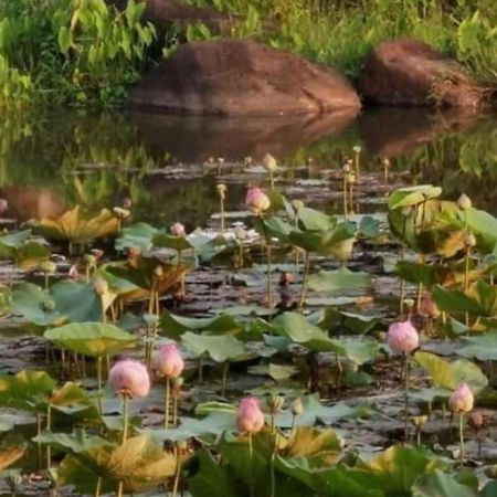 Fandee Island Treehouses & Ziplines - Tad Lo, Bolaven Loop Pakse Ban Kiangtat Ngoại thất bức ảnh